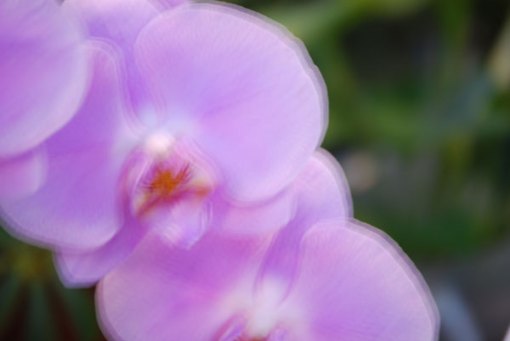 Phalaenopsis Orchid Abstract
