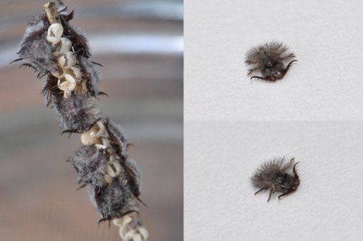Owlfly Larva