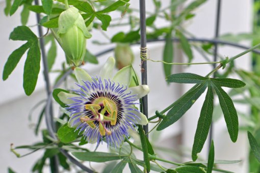Blue Passion Flower and Bud