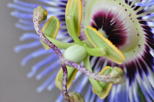 Blue Passion Flower with Fruit